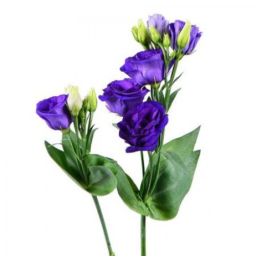 Эустома синяя (поштучно)